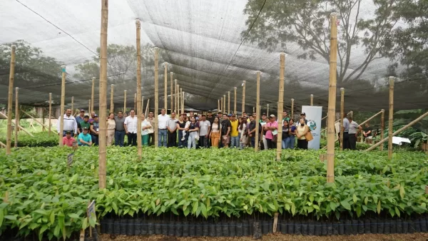 40.000 plantas de cacao impulsan la reforestación productiva en Chone