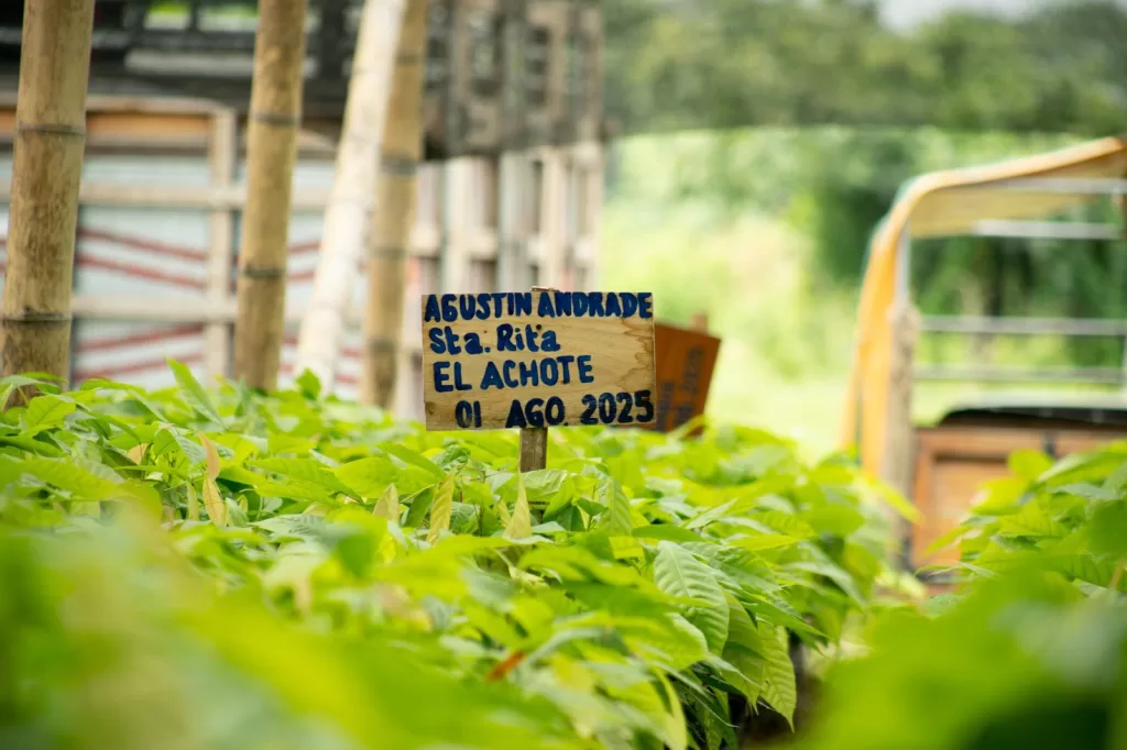 40.000 plantas de cacao impulsan la reforestación productiva en Chone