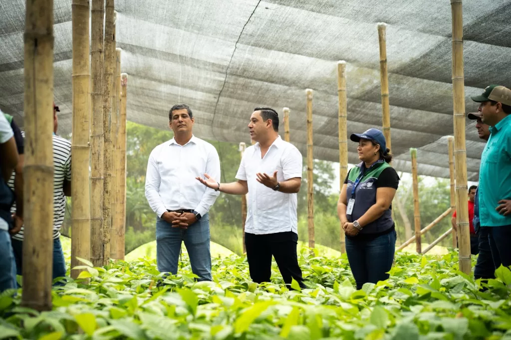 40.000 plantas de cacao impulsan la reforestación productiva en Chone
